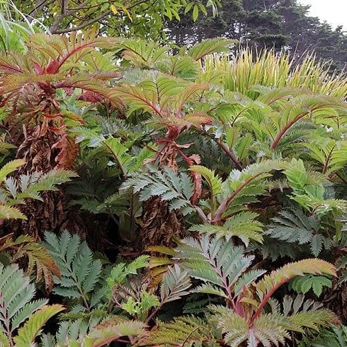 Melianthus Major 6 Melianthus Major - Image 6