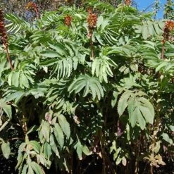 Melianthus Major 10 Melianthus Major -Plant Series Store Melianthus major 06