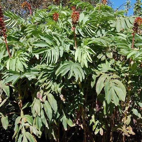 Melianthus Major 5 Melianthus Major - Image 5