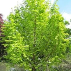 Metasequoia Glyptrostroboides Gold Rush -Plant Series Store Metasequoia glyptrostroboides Gold Rush 2