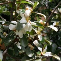 Magnolia Laevifolia (Michelia Yunnanensis) -Plant Series Store Michelia yunnanensis 01