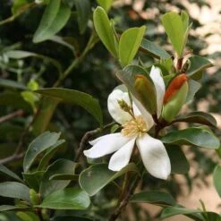 Magnolia Laevifolia (Michelia Yunnanensis) -Plant Series Store Michelia yunnanensis 02
