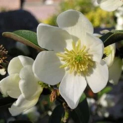 Magnolia Laevifolia (Michelia Yunnanensis) -Plant Series Store Michelia yunnanensis 03