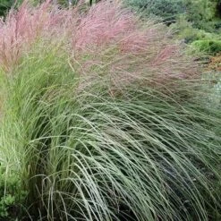Miscanthus Sinensis Morning Light -Plant Series Store Miscanthus sinensis Morning Light 03