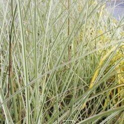 Miscanthus Sinensis Morning Light -Plant Series Store Miscanthus sinensis Morning Light 05