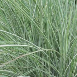 Miscanthus Sinensis Morning Light -Plant Series Store Miscanthus sinensis Morning Light 06