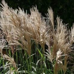 Miscanthus Sinensis Malepartus -Plant Series Store Miscanthus sinensis Malepartus 04
