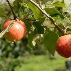 Apple Munster Tulip -Plant Series Store Munster Tulip A03