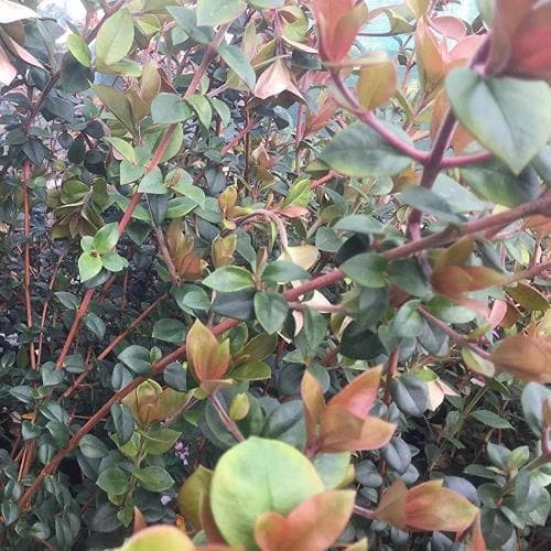 Myrtus Ugni Ka-pow 6 Myrtus Ugni Ka-pow - Image 6