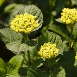 Hydrangea Macrophylla Candy Heart Blue 7 Hydrangea Macrophylla Candy Heart Blue -Plant Series Store NLK05584