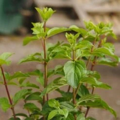 Hydrangea Paniculata Silver Dollar -Plant Series Store NLK05676