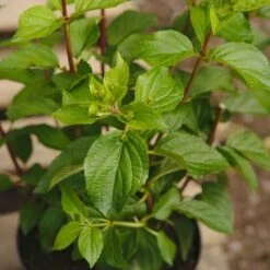 Hydrangea Paniculata Silver Dollar -Plant Series Store NLK05678