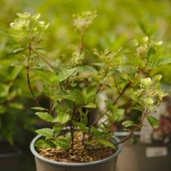 Hydrangea Paniculata Early Sensation -Plant Series Store NLK05687