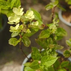 Hydrangea Paniculata Early Sensation -Plant Series Store NLK05688