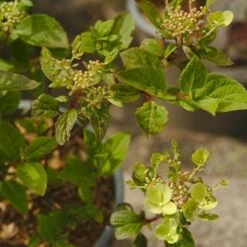Hydrangea Paniculata Early Sensation -Plant Series Store NLK05689