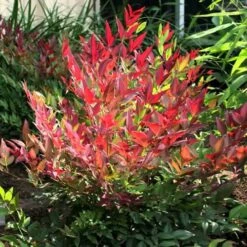 Nandina Domestica Obsessed -Plant Series Store Nandina domestica Obsessed 02