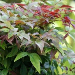 Nandina Domestica Obsessed -Plant Series Store Nandina domestica Obsessed 03