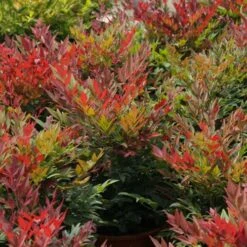 Nandina Domestica Obsessed -Plant Series Store Nandina domestica Obsessed 04