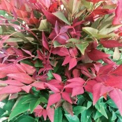 Nandina Domestica Obsessed -Plant Series Store Nandina domestica Obsessed 07