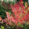 Nandina Domestica Obsessed