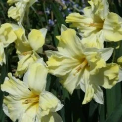 Daffodil Cassata -Plant Series Store Narcissus Cassata 01