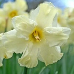 Daffodil Cassata -Plant Series Store Narcissus Cassata 05