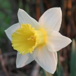 Daffodil Finland