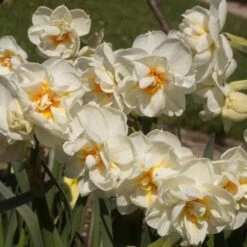 Daffodil Winston Churchill 11 Daffodil Winston Churchill -Plant Series Store Narcissus Winston Churchill 04