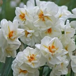 Daffodil Winston Churchill 12 Daffodil Winston Churchill -Plant Series Store Narcissus Winston Churchill 05