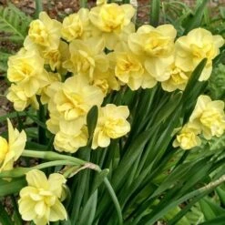 Daffodil Yellow Cheerfulness -Plant Series Store Narcissus Yellow Cheerfulness 01