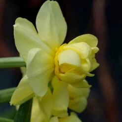 Daffodil Yellow Cheerfulness -Plant Series Store Narcissus Yellow Cheerfulness 02