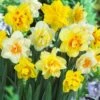 Daffodil - Mixed Double