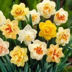 Daffodil - Mixed Double -Plant Series Store Narcissus double mixed 03