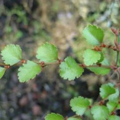 Nothofagus Menziesii - Silver Beech