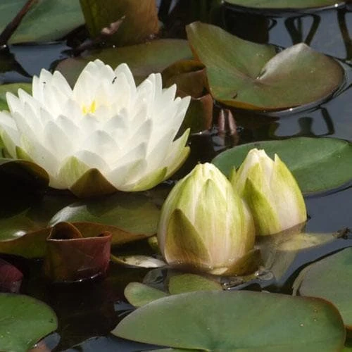 Nymphaea Gonnere 1 Nymphaea Gonnere