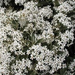 Olearia X Oleifolia Waikariensis
