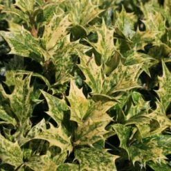 Osmanthus Heterophyllus Goshiki -Plant Series Store Osmanthus het Goshiki 03