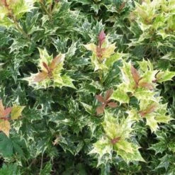 Osmanthus Heterophyllus Goshiki -Plant Series Store Osmanthus het Goshiki 04