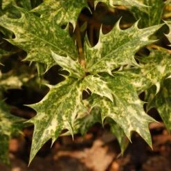 Osmanthus Heterophyllus Goshiki -Plant Series Store Osmanthus het Goshiki 05