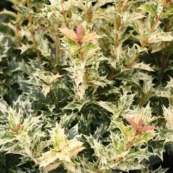 Osmanthus Heterophyllus Goshiki -Plant Series Store Osmanthus het Goshiki 06