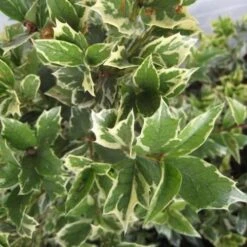 Osmanthus Heterophyllus Variegatus -Plant Series Store Osmanthus het. Variegata 02 cb811e46 5460 4b4f 8647 0354ff70b149