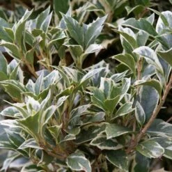 Osmanthus Heterophyllus Variegatus -Plant Series Store Osmanthus heterophyllus Variegatus02 b7307b8a 2553 4e68 827d a7ec89e90e4a