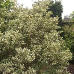 Osmanthus Heterophyllus Variegatus -Plant Series Store Osmanthus heterophyllus Variegatus03 acc733fd ef9e 4b46 ba42 a2380c60007e