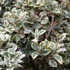 Osmanthus Heterophyllus Variegatus -Plant Series Store Osmanthus heterophyllus Variegatus04 704509f5 3693 4194 998f 8b0ff8c30931