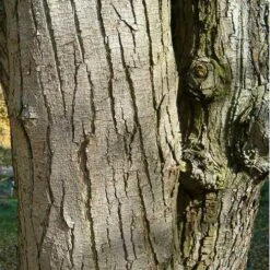 Ostrya Carpinifolia - Hop Hornbeam -Plant Series Store Ostrya carpinifolia 03