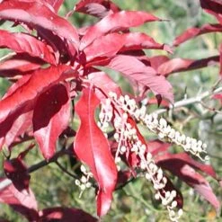 Oxydendrum Arboreum 18 Oxydendrum Arboreum -Plant Series Store Oxydendrum arboreum 10
