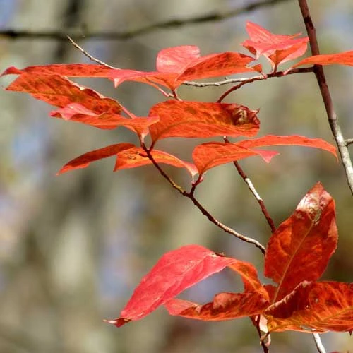 Oxydendrum Arboreum 6 Oxydendrum Arboreum - Image 6