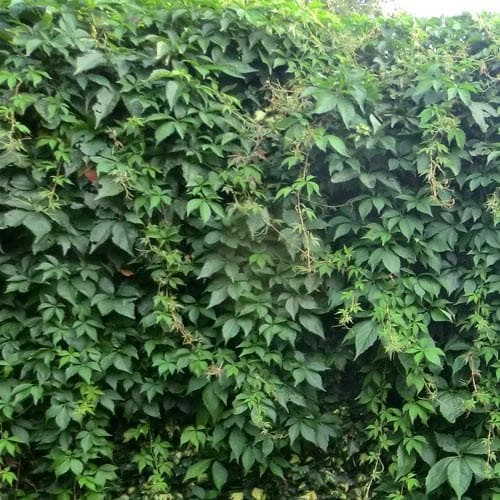 Parthenocissus Quinquefolia - Virginia Creeper 2 Parthenocissus Quinquefolia - Virginia Creeper - Image 2