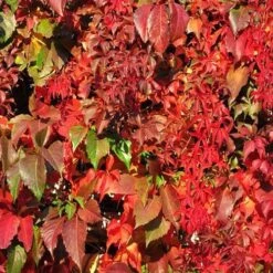 Parthenocissus Quinquefolia - Virginia Creeper