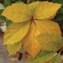Parthenocissus Quinquefolia Yellow Wall -Plant Series Store Parthenocissus quinquefolia Yellow Wall 03